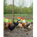 3 Packs Chicken Toys with 8 Metal Keys, Chicken Xylophone Toys for Hens, Chicken Mirror